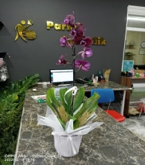Pembe Orkide Tekli