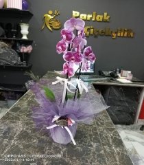 Mor Orkide 2li