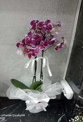 Pembe Orkide 2li